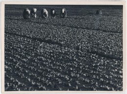 Cca 1933 Kinszki Imre (1901-1945): Kertészet, Pecséttel Jelzett Vintage Fotóm?vészeti Alkotás, 13x18 Cm - Sonstige & Ohne Zuordnung