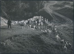 Cca 1933 Osoha László: Kecskenyáj, Jelzés Nélküli Vintage Fotó A Szerz? Hagyatékából, 17x23 Cm - Andere & Zonder Classificatie