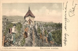 * T2 Balaton Vidéke, Sz?l?t Véd? Munka A Badacsonyban, Sz?l?telep. D. K. F., E. 891. - Zonder Classificatie