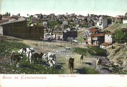 ** T2/T3 Constantinople, Istanbul; Groupe De Chiens / Turkish Folklore, Group Of Dogs (gy?r?dés / Crease) - Unclassified