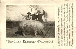 ** T3 Debrecen-Pallag, Gazdász-cserkészek A Debreceni M. Kir. Gazdasági Akadémia Sz?ke Mangalica Sertésállományában Teny - Unclassified