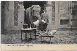 CPA éléphant ELEPHANT Non Circulé ZOO The Age Moulin à Café - Elefanti