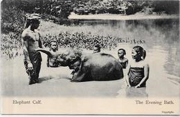 CPA éléphant ELEPHANT Non Circulé Calf Asie - Elephants