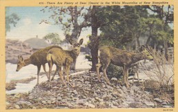 There Are Plenty Of Deer In The White Mountains Of New Hampshire USA (pk47329) - White Mountains