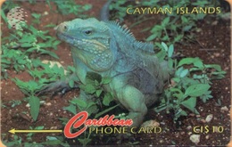 Cayman Island - CAY-13B, GPT, 13CCIB, Cayman Iguana, 10 $, 25.000ex, 1995, Used - Isole Caiman