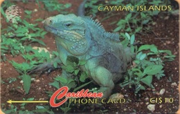 Cayman Island - CAY-13B, GPT, 13CCIB, Cayman Iguana, 10 $, 25.000ex, 1995, Used - Iles Cayman