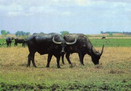 Water Buffalo, Top End, Northern Territory Unused - Ohne Zuordnung
