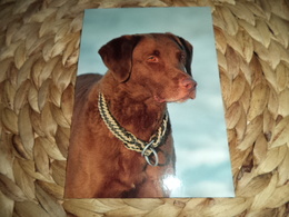 Hund Dog Chien Chesapeake Bay Retriever  Postkarte Postcard - Perros