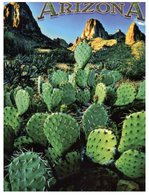 (987) Arizona Cactus - Cactusses