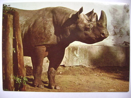 Black Rhinoceros (Diceros Bicornis) - 1970s Unused - Rhinocéros