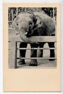 CPA éléphant ELEPHANT Non Circulé Carte Photo RPPC - Elefantes