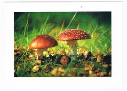 PAD-9   AMANITA MUSCARIA ( Vliegenzwam)( Size 175 X 125 Mm) - Mushrooms