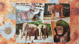 Kolner Zoo - Hippo - Tiger - Monkey - Elephant - Hippopotamuses