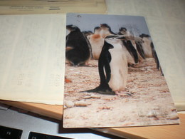 Chinstrap Penguin - Islas Malvinas