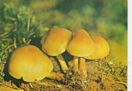 CPA MUSHROOMS - Champignons