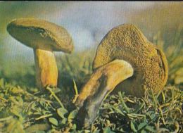 CPA MUSHROOMS - Champignons