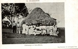 LA GUADELOUPE CULTIVATEURS DE SAINT MARTIN - Saint Martin