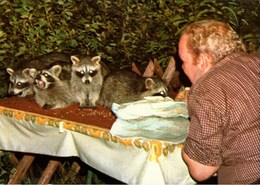 ! Ansichtskarte 1979, Waldgasthaus Rabenklippe, Bad Harzburg, Waschbären - Autres & Non Classés