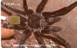 105 TARJETA DE CUBA DE UNA ARAÑA PELUDA  (SPIDER) - Altri & Non Classificati