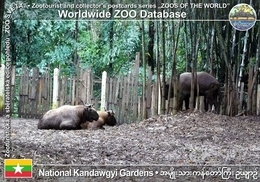 198 National Kandawgyi Gardens, MM - Mishmi Takin (Budorcas Taxicolor Taxicolor) - Myanmar (Birma)