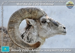 252 Almaty ZOO, KZ - Tian Shan Argali (Ovis Ammon Karelini) - Kasachstan