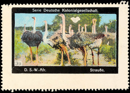 5610 Vignette "Strauße" Aus Der Serie Deutsche Kolonialgesellschaft  OG - Africa Tedesca Del Sud-Ovest