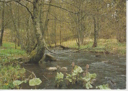 Switzerland,  Suisse, Schweiz, Svizerra - Naturlicher Bachlauf, Schweizerischer Bund Fur Naturschutz, Unused - Risch-Rotkreuz