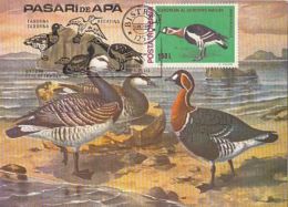 BIRDS, RED BREASTED GOOSE, CM, MAXICARD, CARTES MAXIMUM, 1988, ROMANIA - Oies