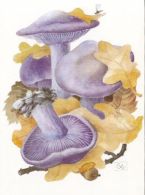 CPA MUSHROOMS - Champignons