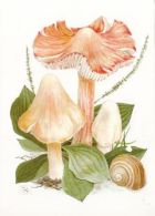 CPA MUSHROOMS - Mushrooms
