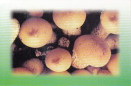 CPA MUSHROOMS - Champignons