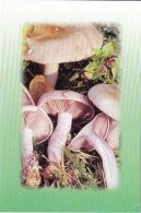 CPA MUSHROOMS - Champignons