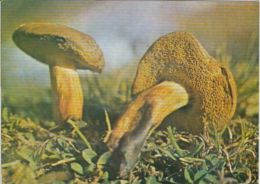 CPA MUSHROOMS - Champignons