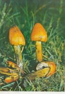 CPA MUSHROOMS - Funghi