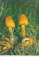 CPA MUSHROOMS - Champignons