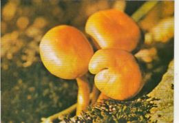 CPA MUSHROOMS - Champignons