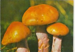 CPA MUSHROOMS - Champignons