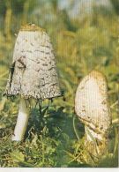 CPA MUSHROOMS - Champignons