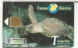 TORTUGA BOBA TURTLE - Tortues