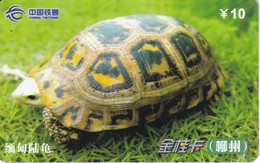 TARJETA DE CHINA DE UNA TORTUGA TERRESTRE (TURTLE) - Turtles