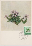 Carte Maximum Fleurs 1968 Saxifraga 370 - Maximumkarten