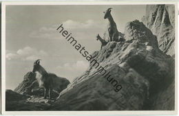 Hamburg - Hagenbeck's Tierpark - Tahrziegen - Foto-AK - Stellingen