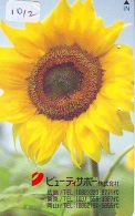 Fleur TOURNESOL Sunflower Flower ZONNEBLOEM (1012) - Fleurs