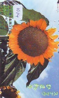 Fleur TOURNESOL Sunflower Flower ZONNEBLOEM (1014) - Fleurs