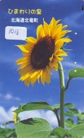 Fleur TOURNESOL Sunflower Flower ZONNEBLOEM (1016) - Fleurs