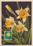 Carte Maximum Fleurs 1964 Narcisse 739 - Cartes-Maximum (CM)