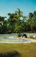 CARTE POSTALE ORIGINALE DE 9CM/14CM : ANIMAL COLOR SERIES FLAMINGOS FROM THE SAN DIEDO ZOO CALIFORNIA USA - San Diego