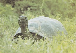 Turtle - Tortue - Zeeschildpad - Schildkröte - Tartaruga - Tortuga - Animal - Animaux - Fauna - Schildpadden