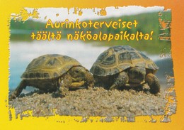 Turtle - Tortue - Zeeschildpad - Schildkröte - Tartaruga - Tortuga - Animal - Animaux - Fauna - Turtles