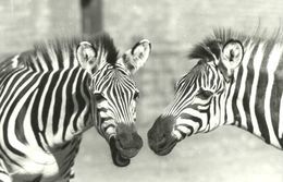 ZEBRA * ANIMAL * ZOO & BOTANICAL GARDEN * BUDAPEST * KAK 0344 783 * Hungary - Zebras